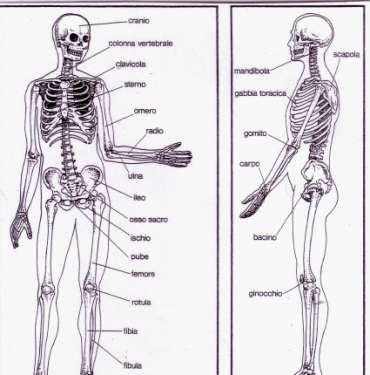 RIEPILOGHIAMO È IL MOMENTO DI RIEPILOGARE LE CONOSCENZE ACQUISITE, CON L AIUTO DI UN MODELLO DI SCHELETRO E DI
