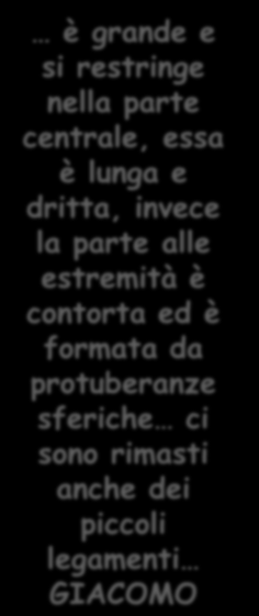 L OSSO DA VICINO VICINO IL FEMORE DI VITELLO: «L OSSO DI PLUTO» IL MACELLAIO CI HA FORNITO UN OSSO FRESCO CHE È STATO OSSERVATO, DISEGNATO CON CURA E DESCRITTO SUL QUADERNO IN FORMA INDIVIDUALE, POI