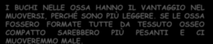 I BUCHI NELLE OSSA HANNO IL VANTAGGIO NEL MUOVERSI, PERCHÉ SONO PIÙ LEGGERE. SE LE OSSA FOSSERO FORMATE TUTTE DA TESSUTO OSSEO COMPATTO SAREBBERO PIÙ PESANTI E CI MUOVEREMMO MALE.