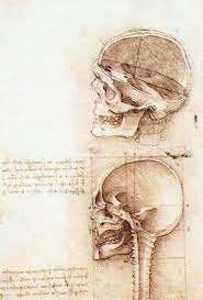 L OSSERVAZIONE DEI DISEGNI ANATOMICI DI LEONARDO HANNO SUSCITATO NEI