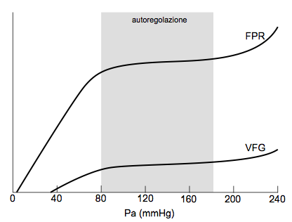 Nel rene isolato VFG ed FPR sono soggette a rapida autoregolazione Nel rene isolato (denervato e perfuso) si osserva una relativa costanza di FPR e VFG in un ampio ambito di pressione arteriosa media