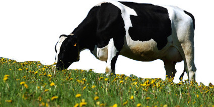 Buoni e genuini come una volta Formaggi fatti come da tradizione casearia Piemontese, è usato solo latte di allevamento proprio e/o di allevatori confinanti.