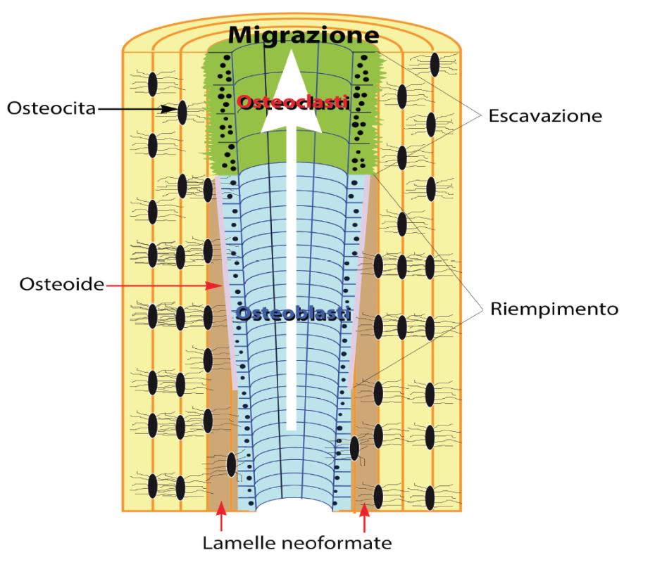 vita Coinvolge osteoclasti e