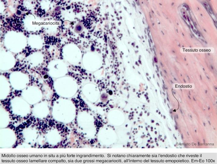 Tessuti Ematopoietici Midollo osseo: Cavità midollare ossa lunghe (femore, omero) e tra le trabecole delle ossa spugnose (sterno, cranio, vertebre, costole, bacino, scapole) Consistenza gelatinosa,