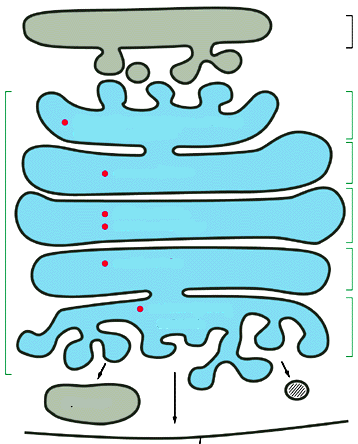 Golgi Immagazzina, impacchetta e distribuisce molecole già sintetizzate in diverse regioni della cellula 1. Apporta modifiche alle molecole che passano nelle sue cisterne: a. modificazione di aa b.