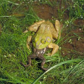 Le attività umane: una forte pressione selettiva sulla fauna