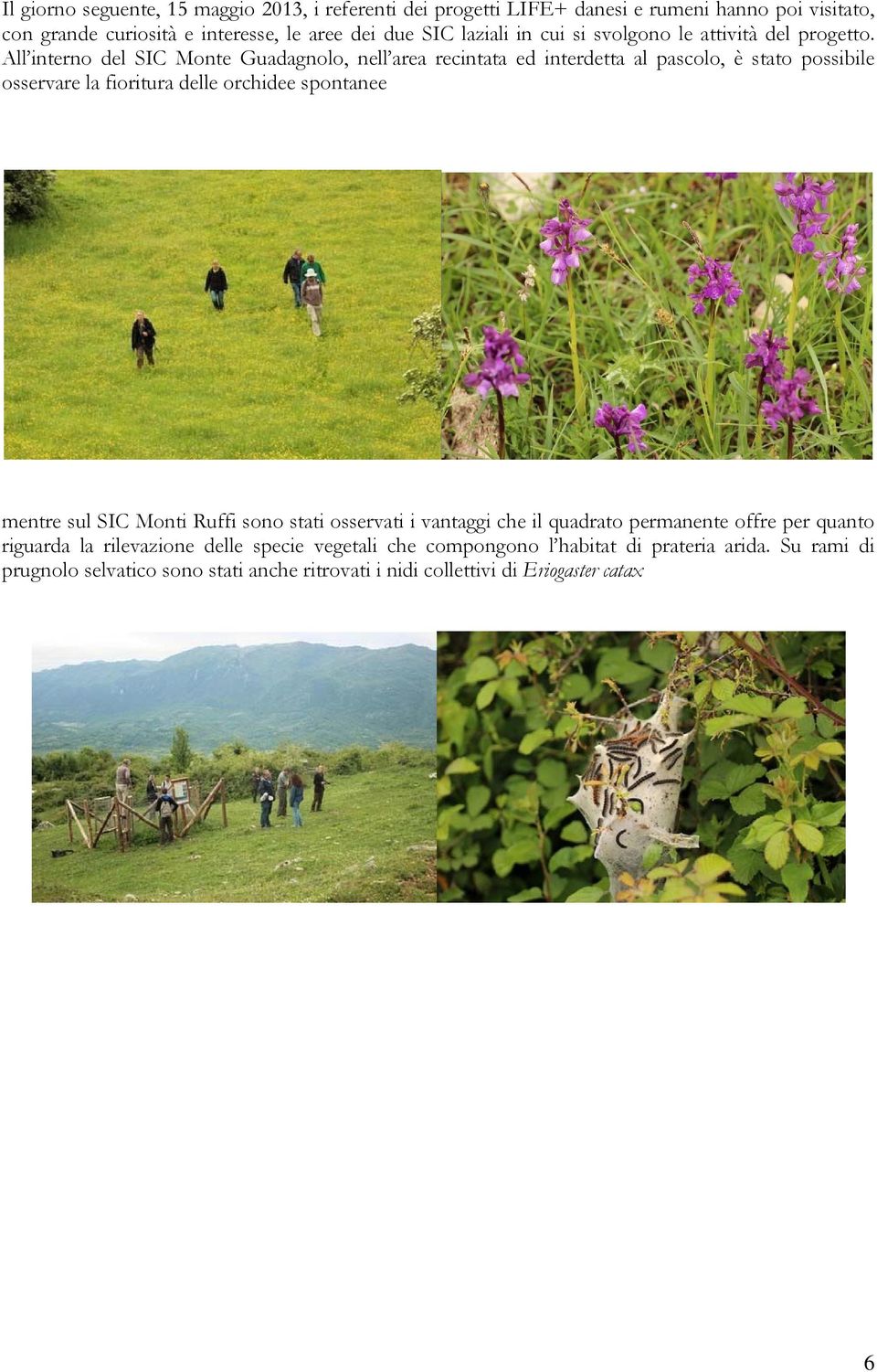 All interno del SIC Monte Guadagnolo, nell area recintata ed interdetta al pascolo, è stato possibile osservare la fioritura delle orchidee spontanee mentre sul