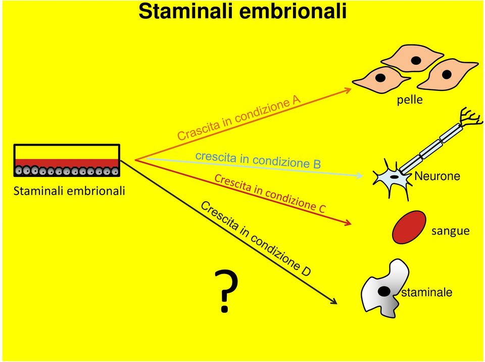 embrionali Neurone