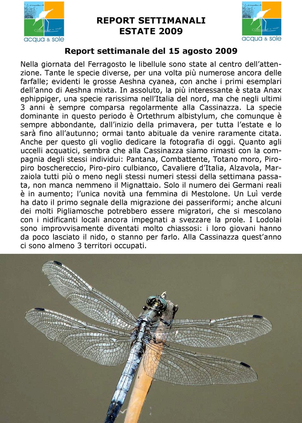 In assoluto, la più interessante è stata Anax ephippiger, una specie rarissima nell Italia del nord, ma che negli ultimi 3 anni è sempre comparsa regolarmente alla Cassinazza.