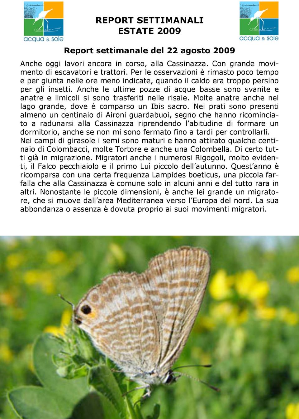 Anche le ultime pozze di acque basse sono svanite e anatre e limicoli si sono trasferiti nelle risaie. Molte anatre anche nel lago grande, dove è comparso un Ibis sacro.