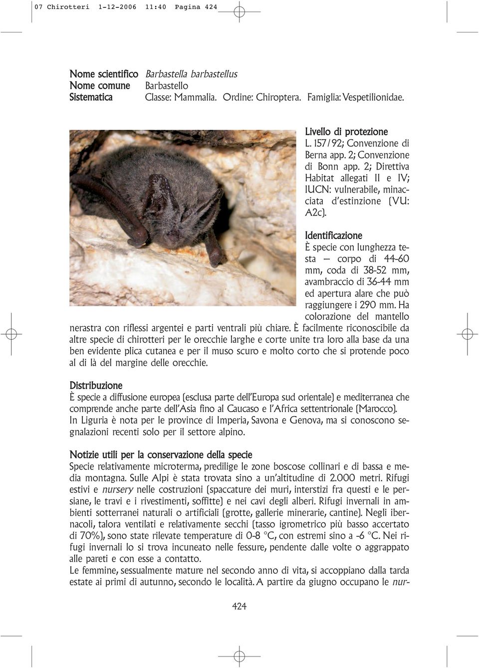 Identificazione È specie con lunghezza testa corpo di 44-60 mm, coda di 38-52 mm, avambraccio di 36-44 mm ed apertura alare che può raggiungere i 290 mm.