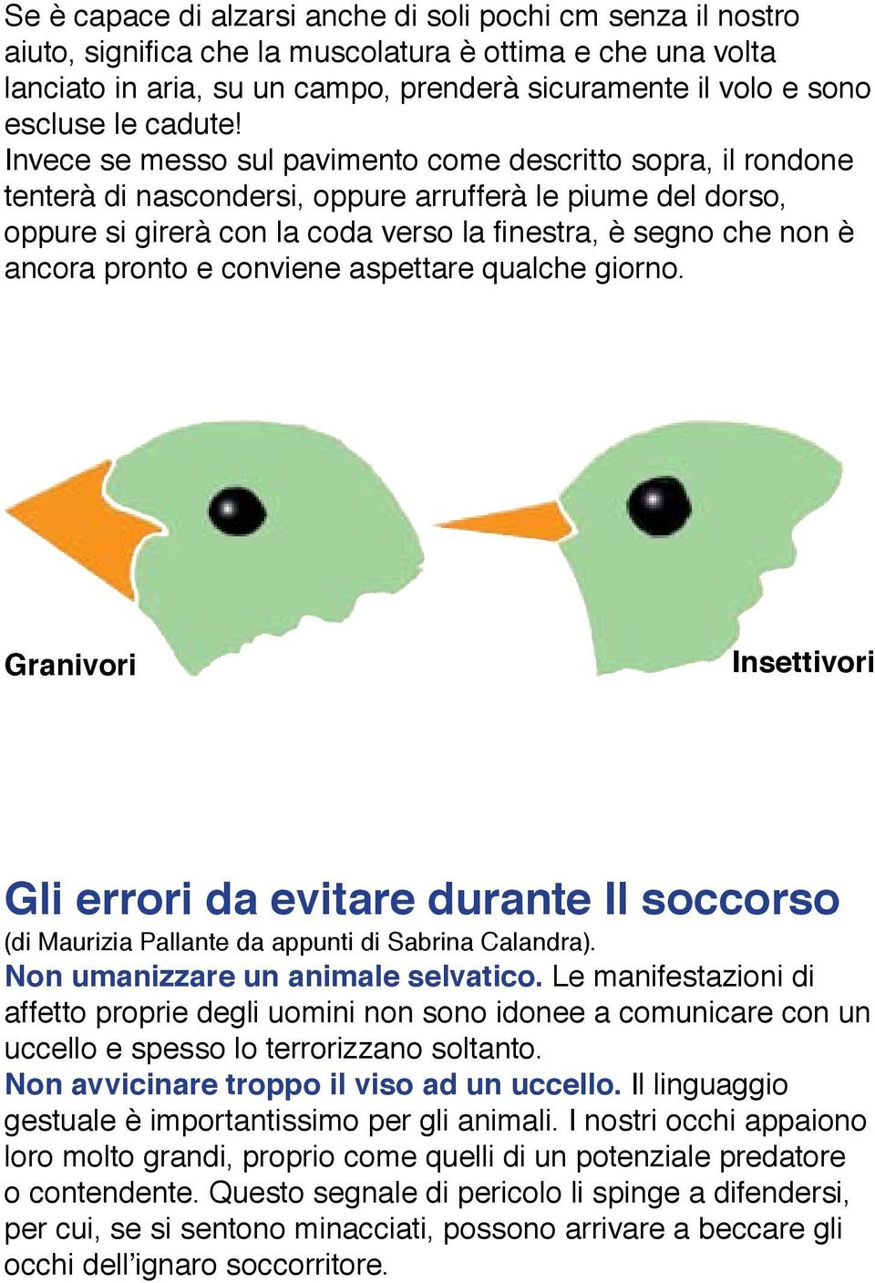 Invece se messo sul pavimento come descritto sopra, il rondone tenterà di nascondersi, oppure arrufferà le piume del dorso, oppure si girerà con la coda verso la finestra, è segno che non è ancora