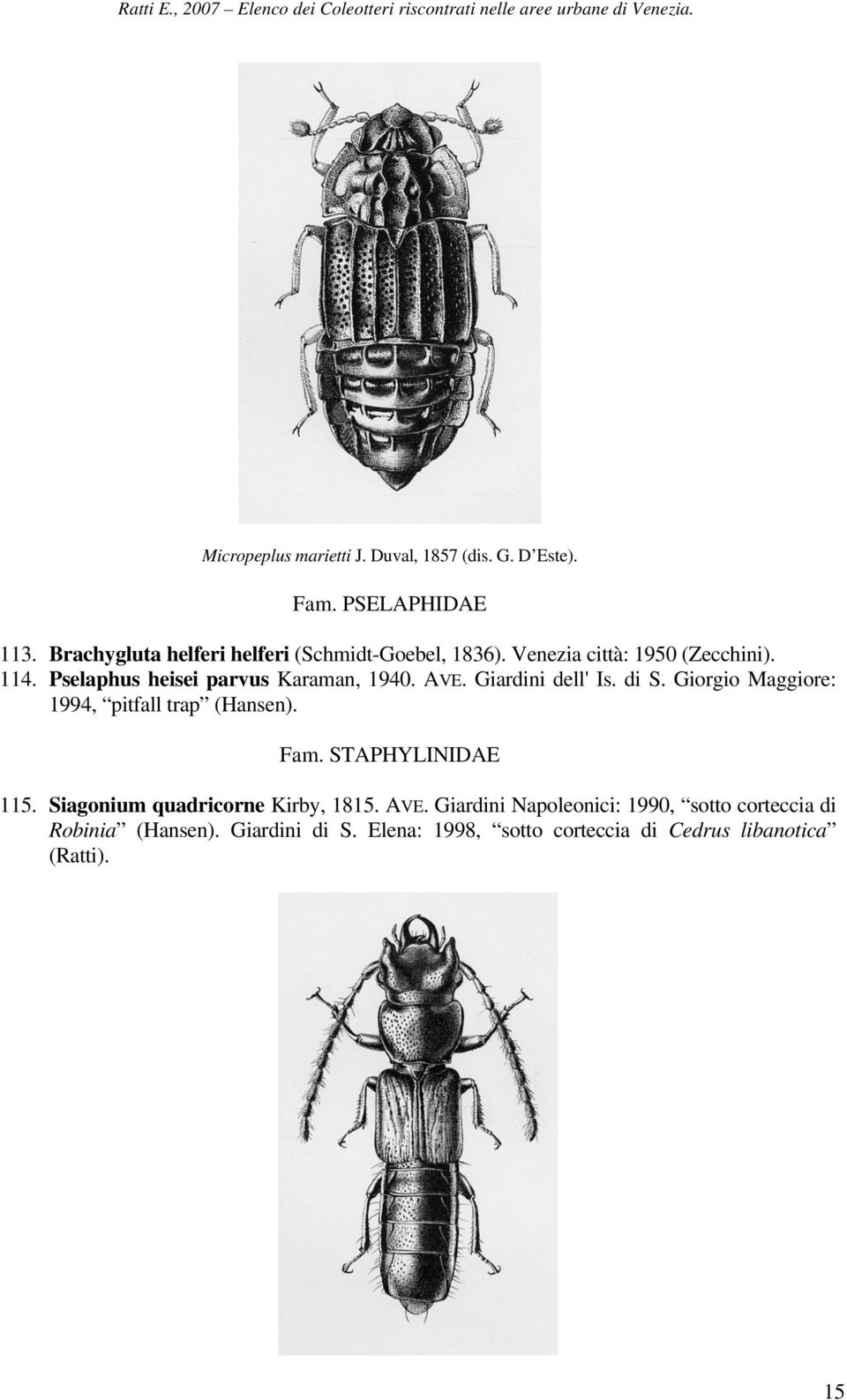 Pselaphus heisei parvus Karaman, 1940. AVE. Giardini dell' Is. di S. Giorgio Maggiore: 1994, pitfall trap (Hansen). Fam.