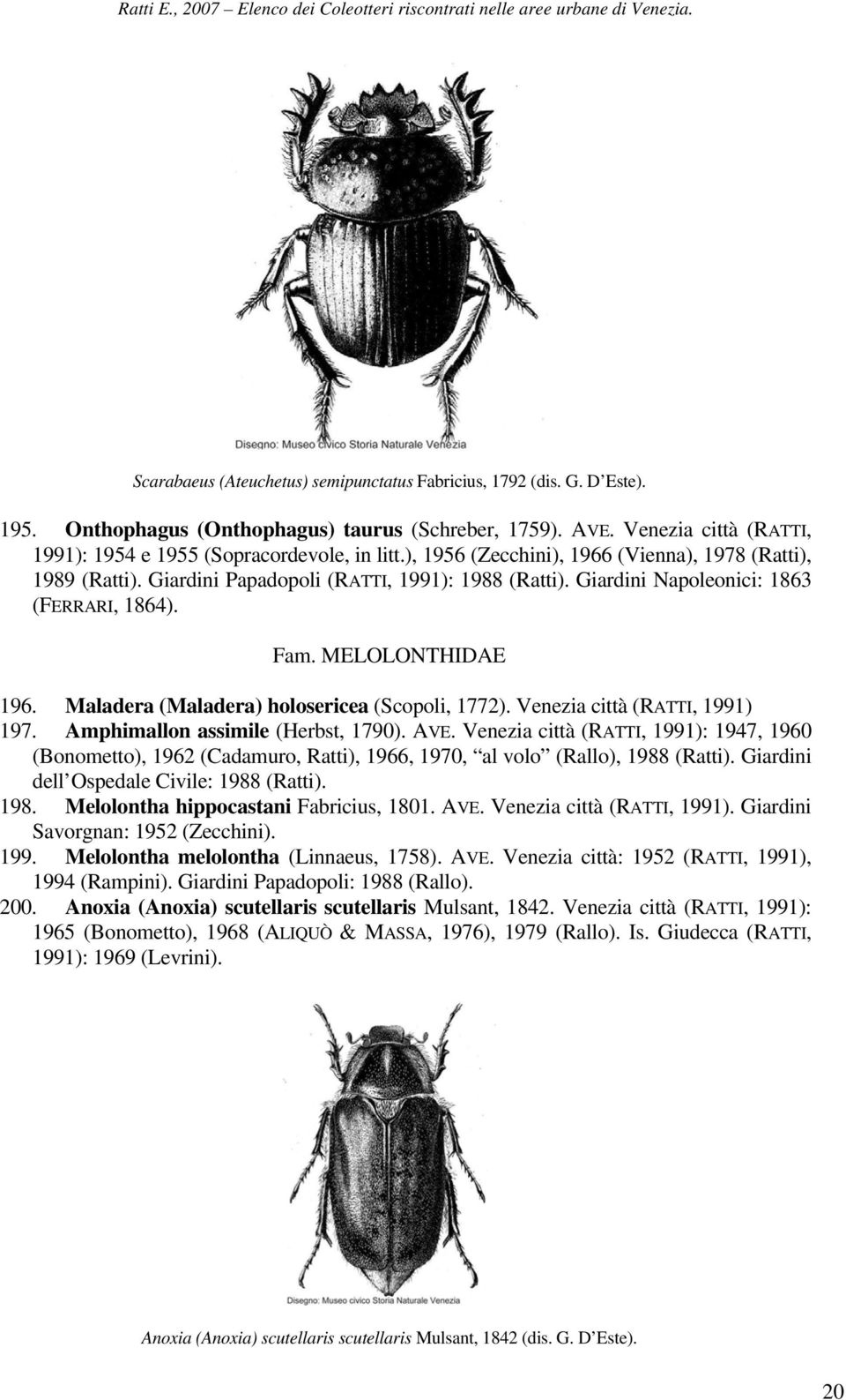 Maladera (Maladera) holosericea (Scopoli, 1772). Venezia città (RATTI, 1991) 197. Amphimallon assimile (Herbst, 1790). AVE.