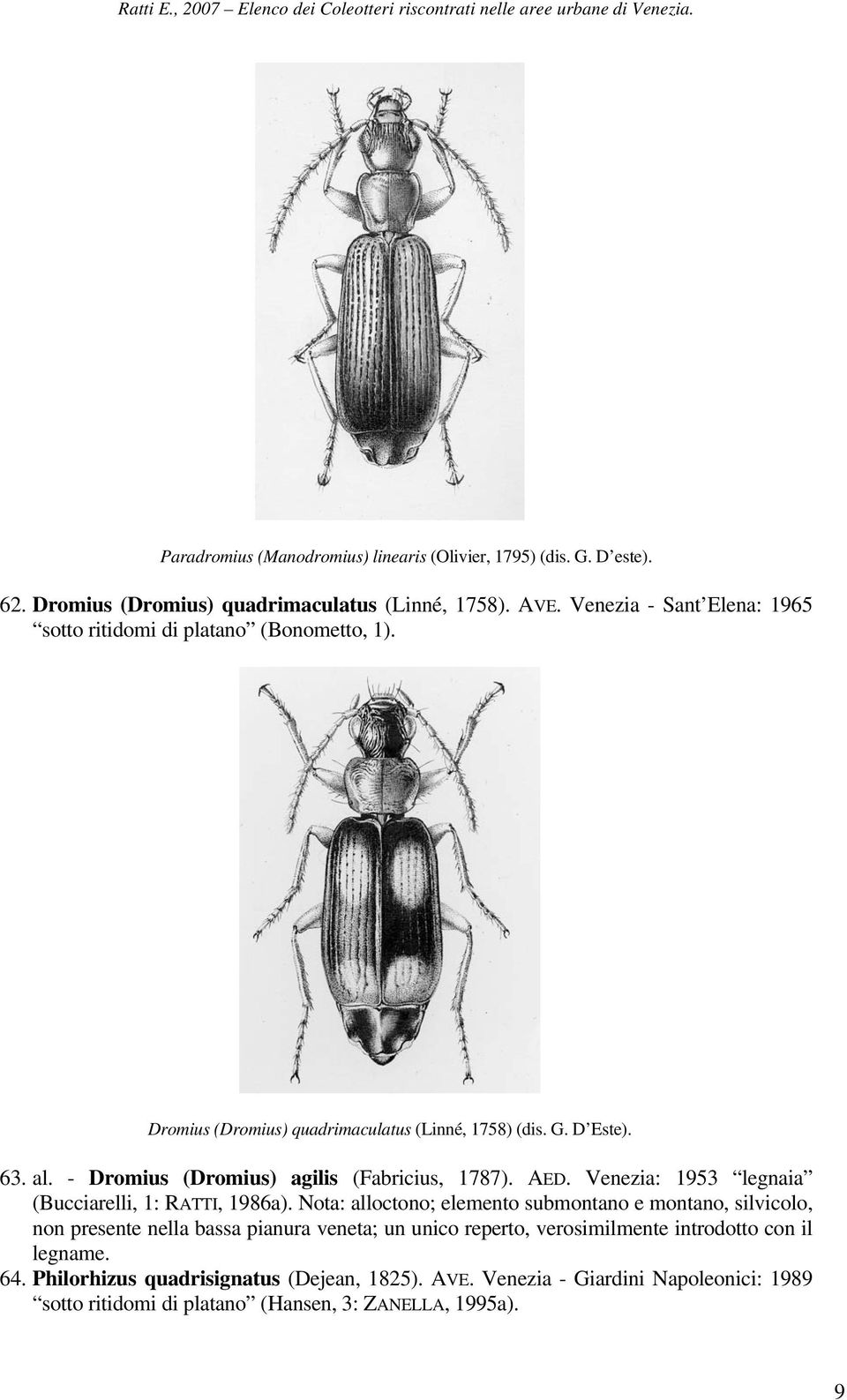 - Dromius (Dromius) agilis (Fabricius, 1787). AED. Venezia: 1953 legnaia (Bucciarelli, 1: RATTI, 1986a).
