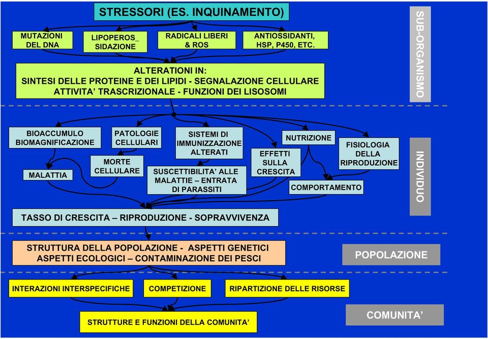 CELLULARE SISTEMI DI IMMUNIZZAZIONE ALTERATI SUSCETTIBILITA ALLE MALATTIE ENTRATA DI PARASSITI EFFETTI SULLA CRESCITA NUTRIZIONE COMPORTAMENTO FISIOLOGIA DELLA RIPRODUZIONE SUB-ORGANISMO