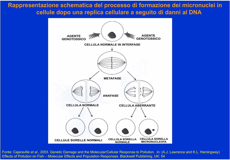 Genetic Damage and the Molecular/Cellular Response to Pollution. in: (A.J. La