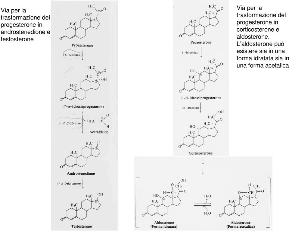 aldosterone.