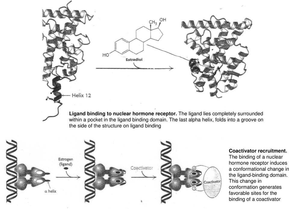 The last alpha helix, folds into a groove on the side of the structure on ligand binding Coactivator