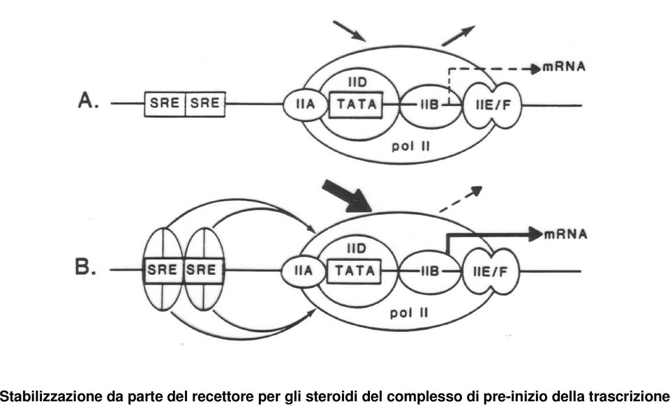 steroidi del complesso di