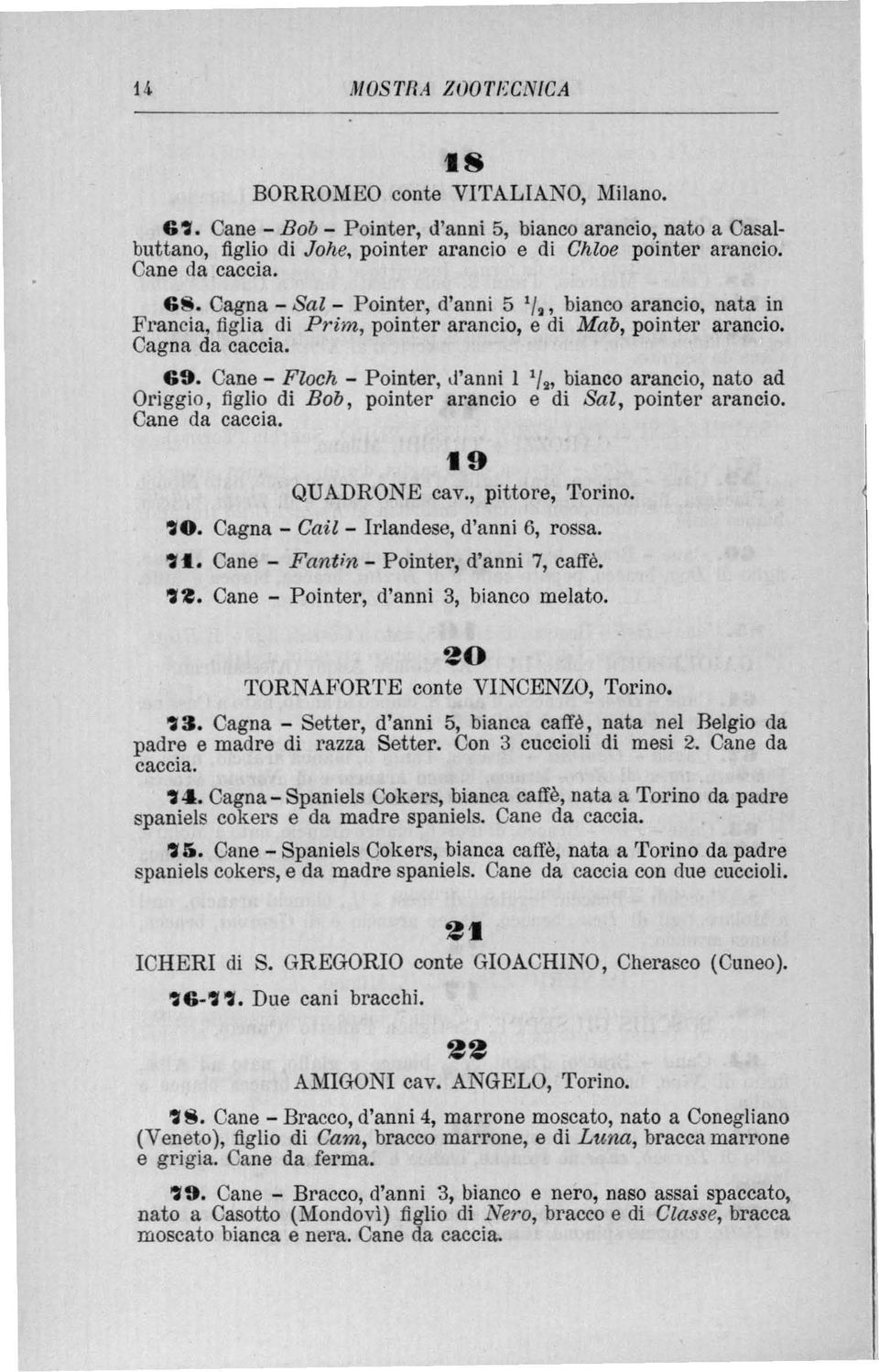 Cane - Floch - Pointer, d'anni l 1/2, bianco arancio, nato ad Origgio, tiglio di Bob, pointer arancio e di Sal, pointer arancio. Cane da caccia. 19 QUADRONE cav., pittore, Tor ino. '0.