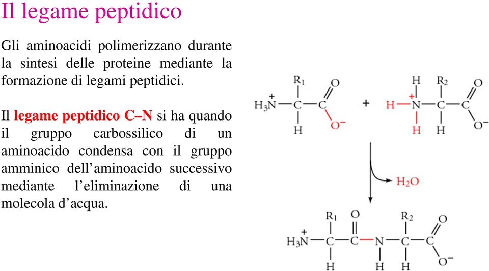 Il legame peptidico C N si ha quando il gruppo carbossilico di un aminoacido