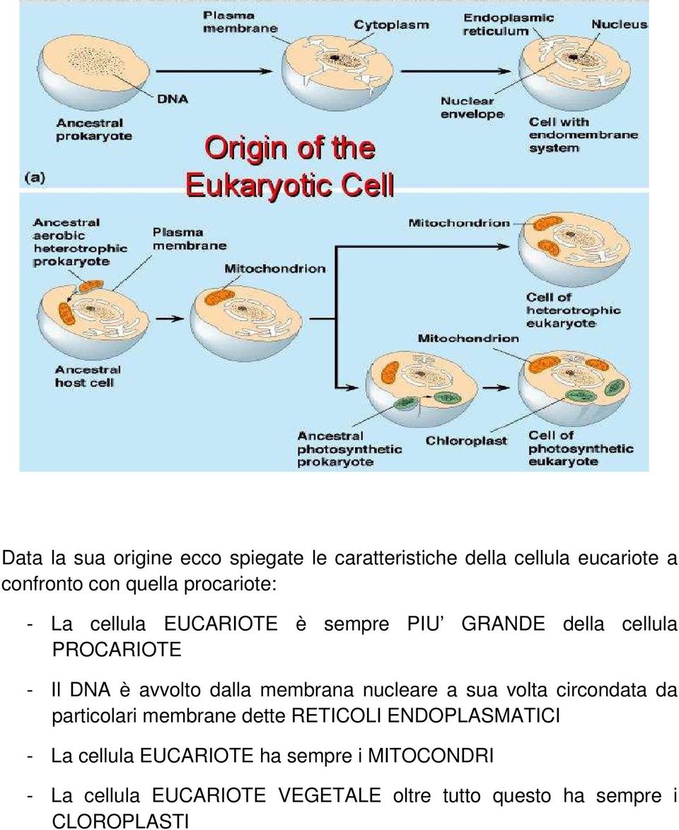 membrana nucleare a sua volta circondata da particolari membrane dette RETICOLI ENDOPLASMATICI - La