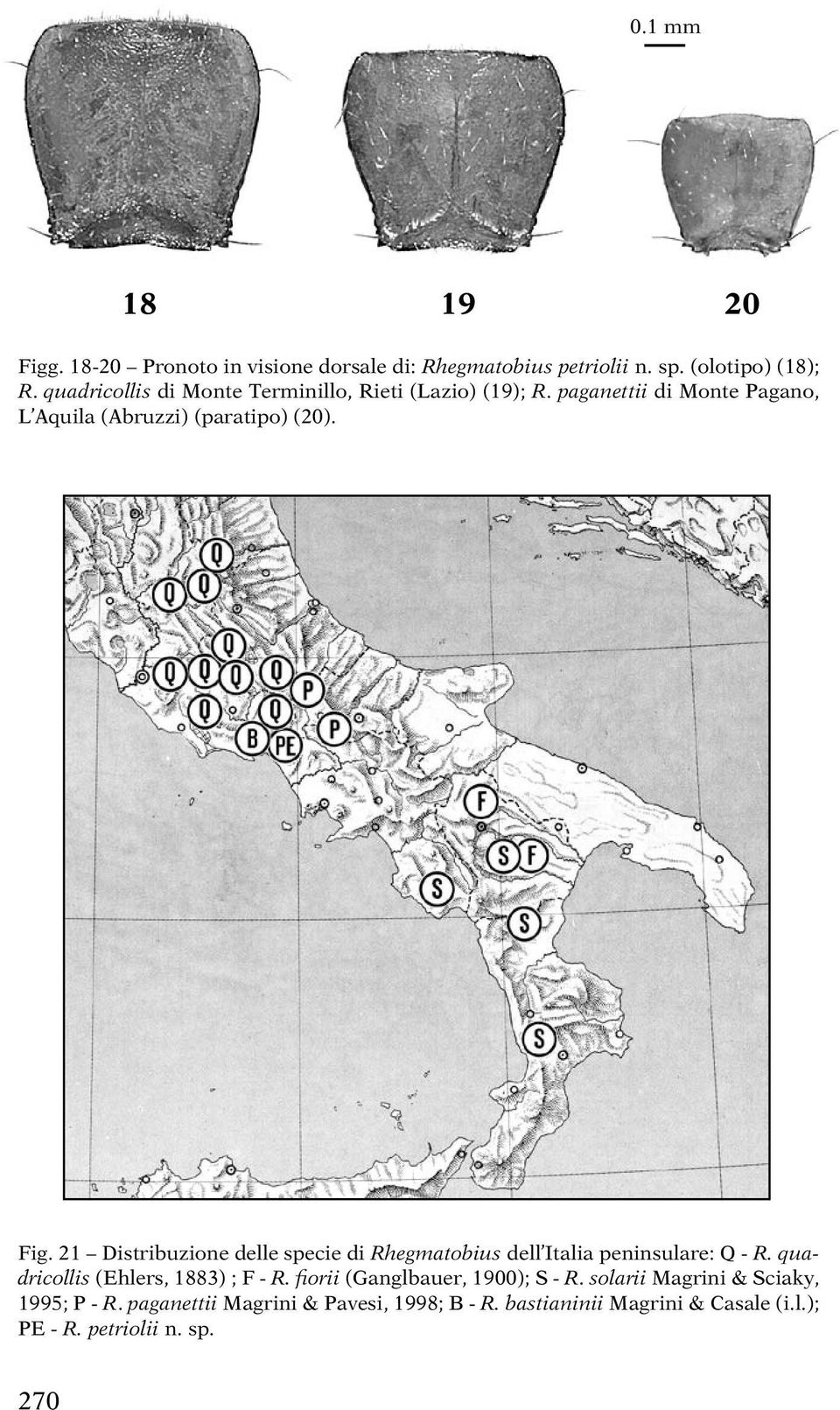 21 Distribuzione delle specie di Rhegmatobius dell Italia peninsulare: Q - R. quadricollis (Ehlers, 1883) ; F - R.