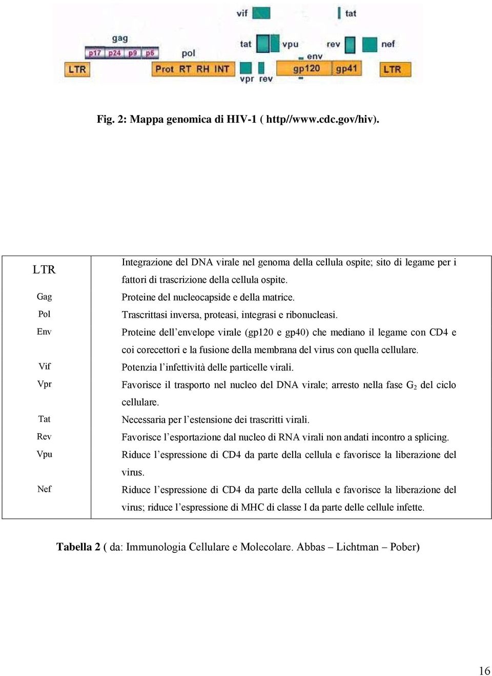 Proteine del nucleocapside e della matrice. Trascrittasi inversa, proteasi, integrasi e ribonucleasi.