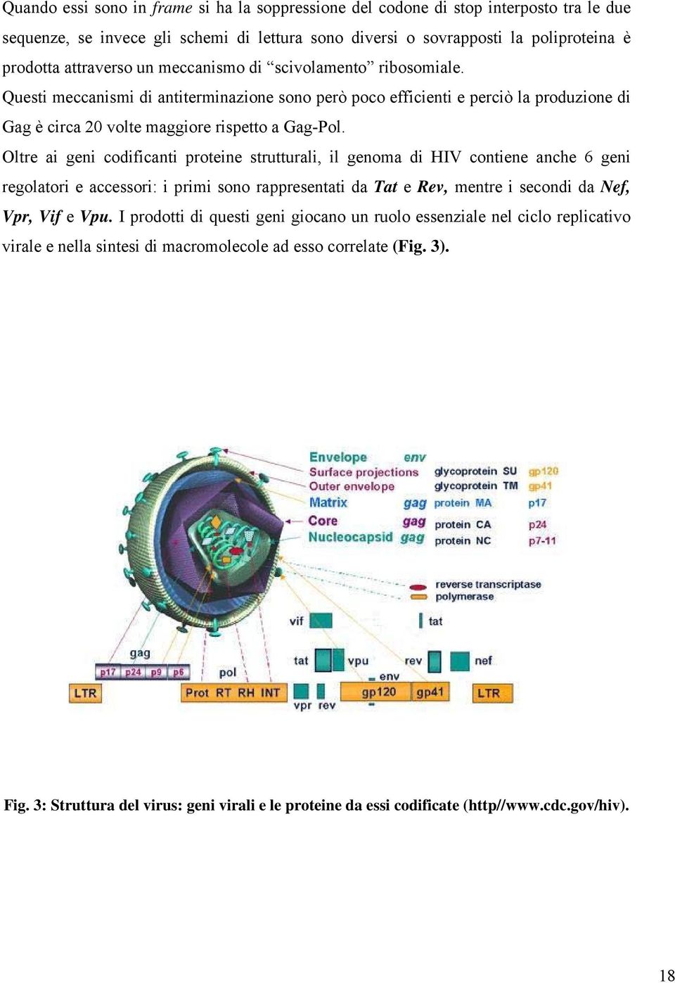 Oltre ai geni codificanti proteine strutturali, il genoma di HIV contiene anche 6 geni regolatori e accessori: i primi sono rappresentati da Tat e Rev, mentre i secondi da Nef, Vpr, Vif e Vpu.