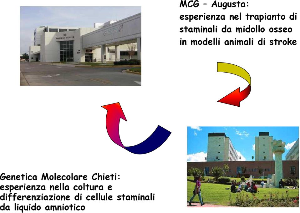 amniotico MCG Augusta: esperienza nel trapianto di