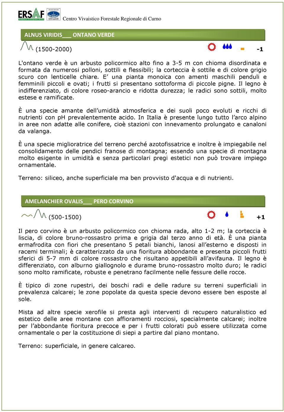 Il legno è indifferenziato, di colore roseo-arancio e ridotta durezza; le radici sono sottili, molto estese e ramificate.