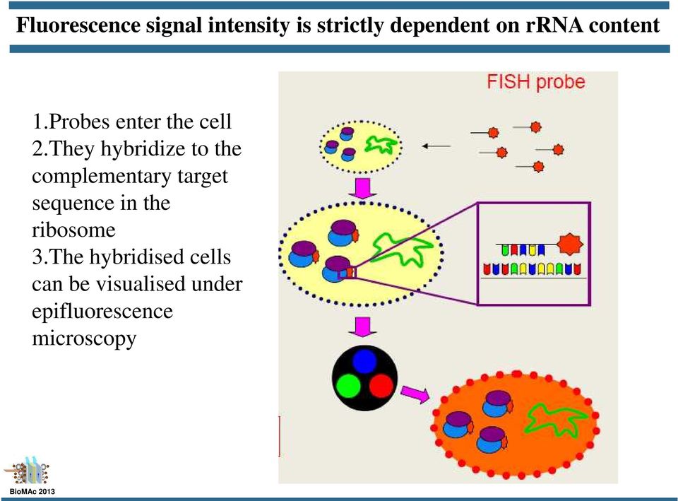 They hybridize to the complementary target sequence in the