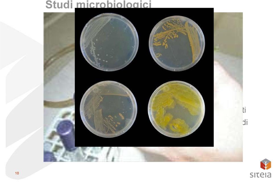 terreni selettivi Isolamenti Studi di caratterizzazione microbica sugli