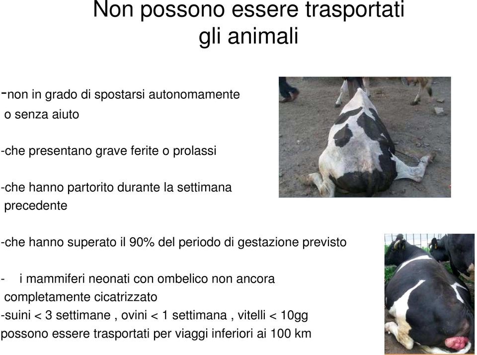 90% del periodo di gestazione previsto - i mammiferi neonati con ombelico non ancora completamente