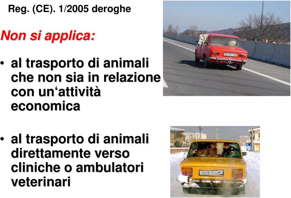 animali che non sia in relazione con un