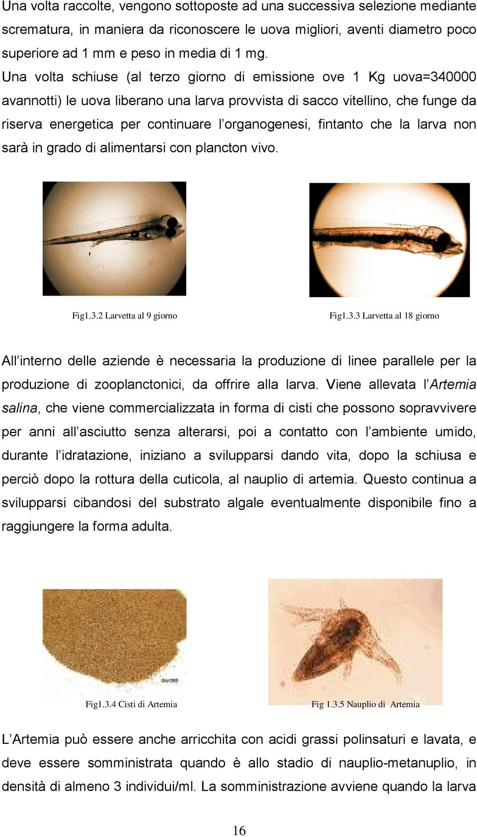 fintanto che la larva non sarà in grado di alimentarsi con plancton vivo. Fig1.3.