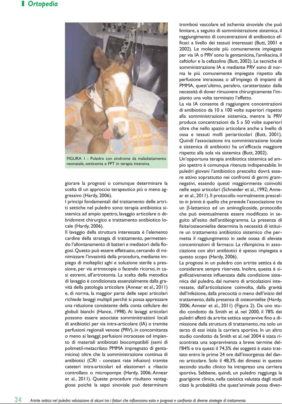 I principi fondamentali del trattamento delle artriti settiche nel puledro sono: terapia antibiotica sistemica ad ampio spettro, lavaggio articolare o debridement chirurgico e trattamento antibiotico