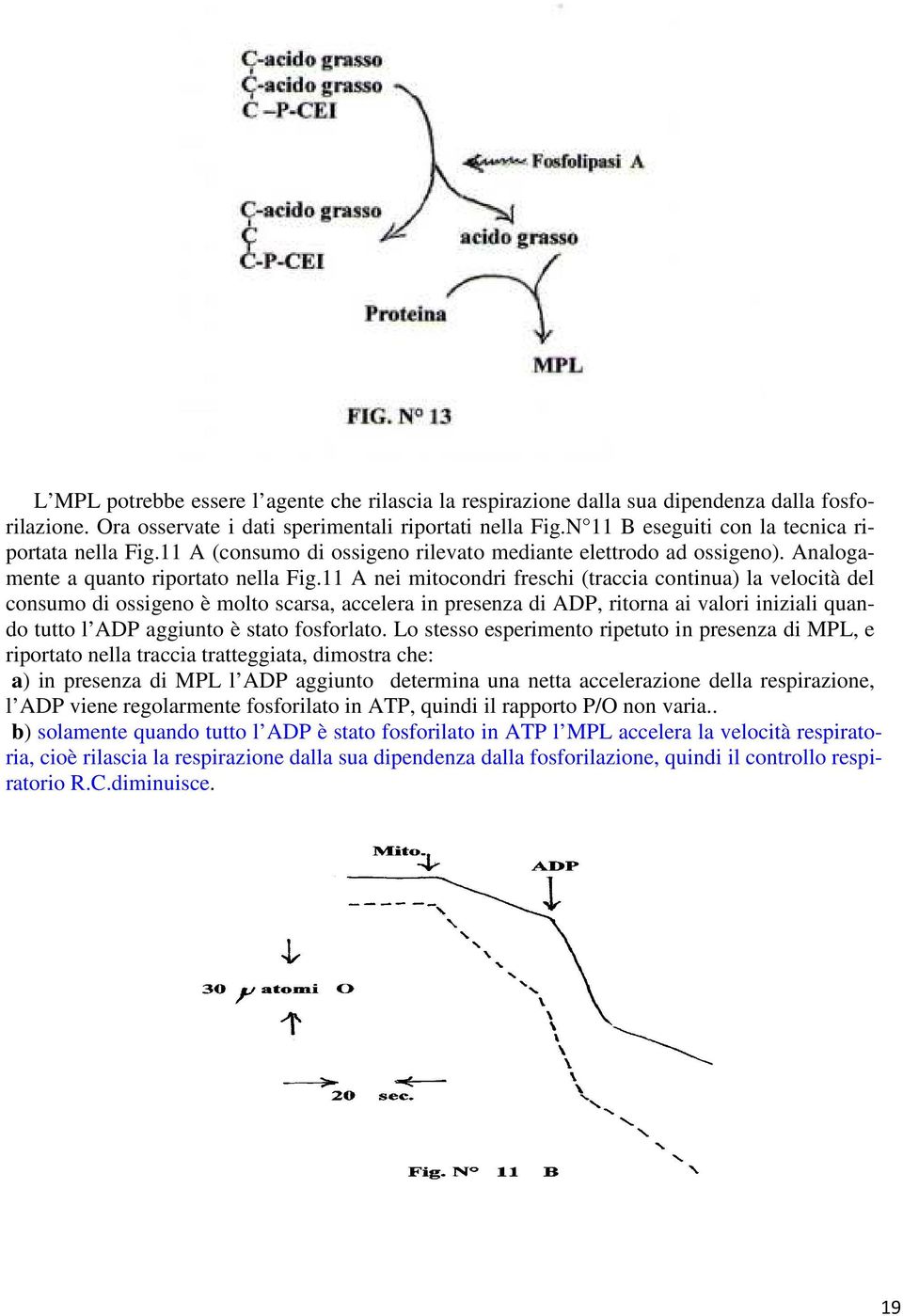 11 A nei mitocondri freschi (traccia continua) la velocità del consumo di ossigeno è molto scarsa, accelera in presenza di ADP, ritorna ai valori iniziali quando tutto l ADP aggiunto è stato