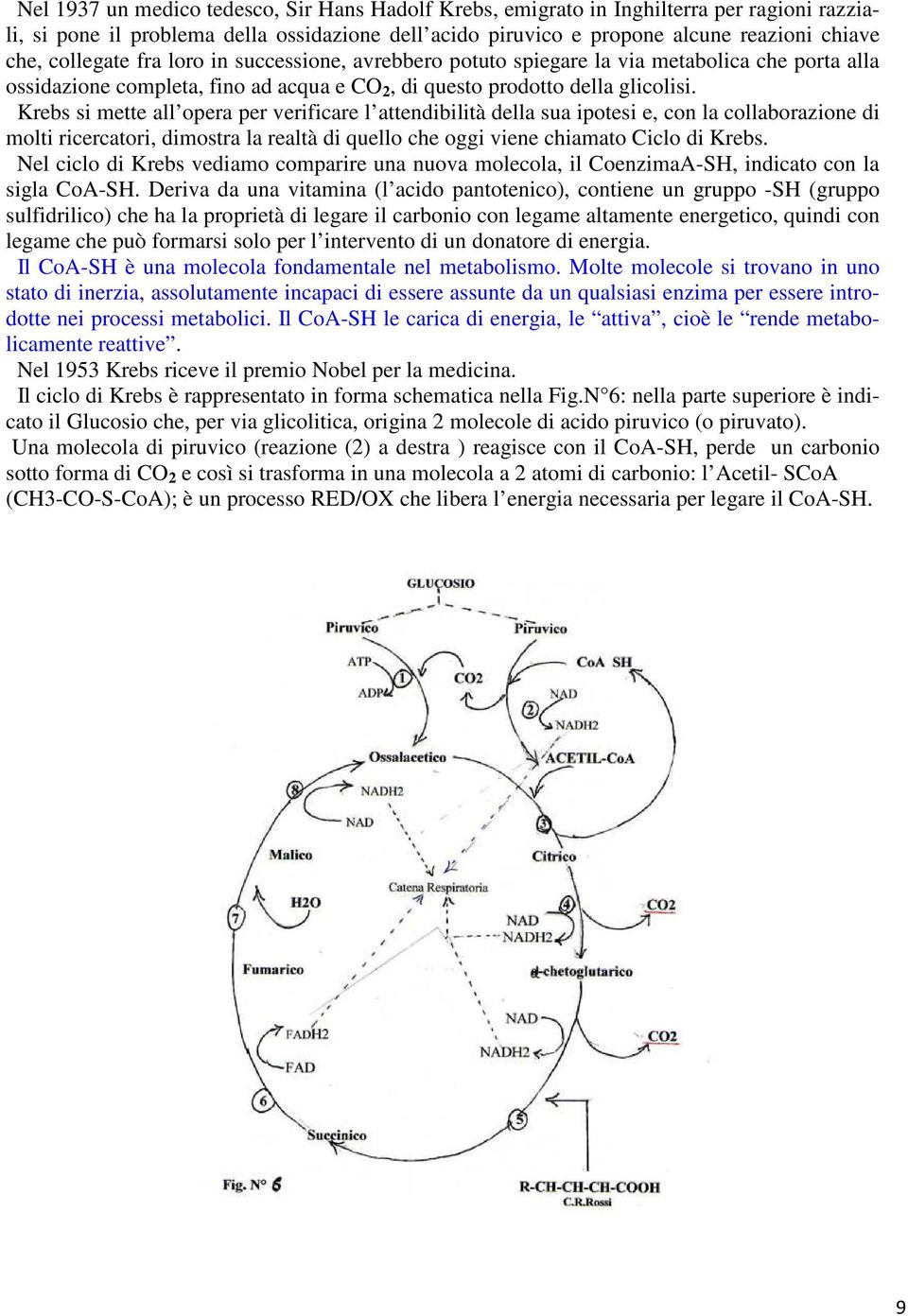 Krebs si mette all opera per verificare l attendibilità della sua ipotesi e, con la collaborazione di molti ricercatori, dimostra la realtà di quello che oggi viene chiamato Ciclo di Krebs.