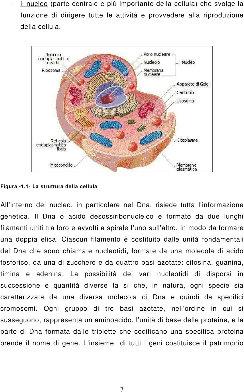 Il Dna o acido desossiribonucleico è formato da due lunghi filamenti uniti tra loro e avvolti a spirale l uno sull altro, in modo da formare una doppia elica.