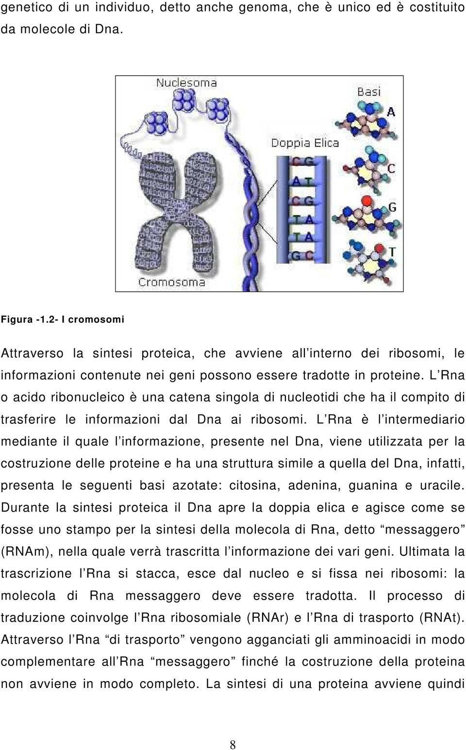 L Rna o acido ribonucleico è una catena singola di nucleotidi che ha il compito di trasferire le informazioni dal Dna ai ribosomi.