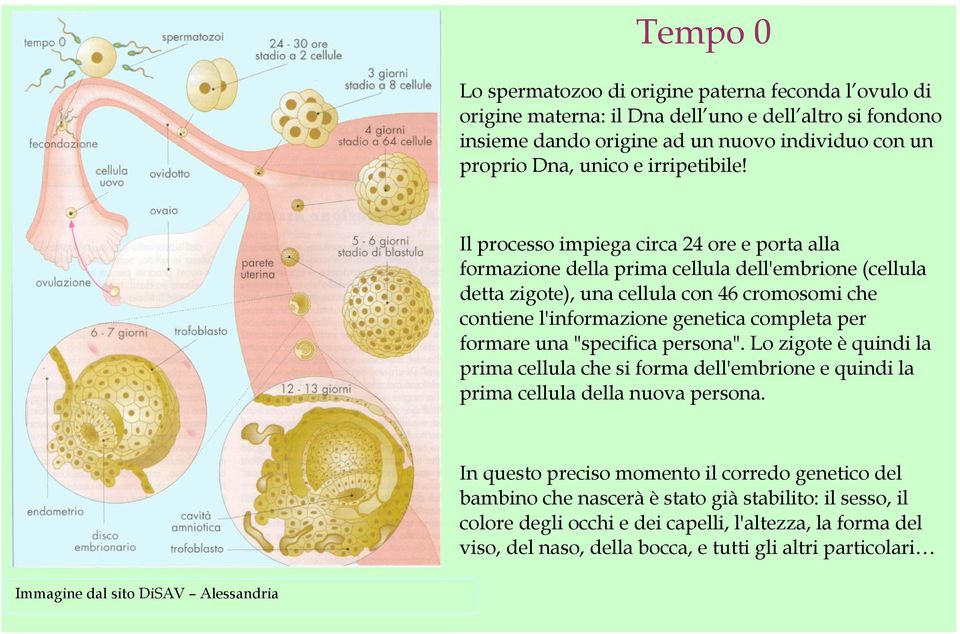 Il processo impiega circa 24 ore e porta alla formazione della prima cellula dell'embrione (cellula detta zigote), una cellula con 46 cromosomi che contiene l'informazione genetica completa per