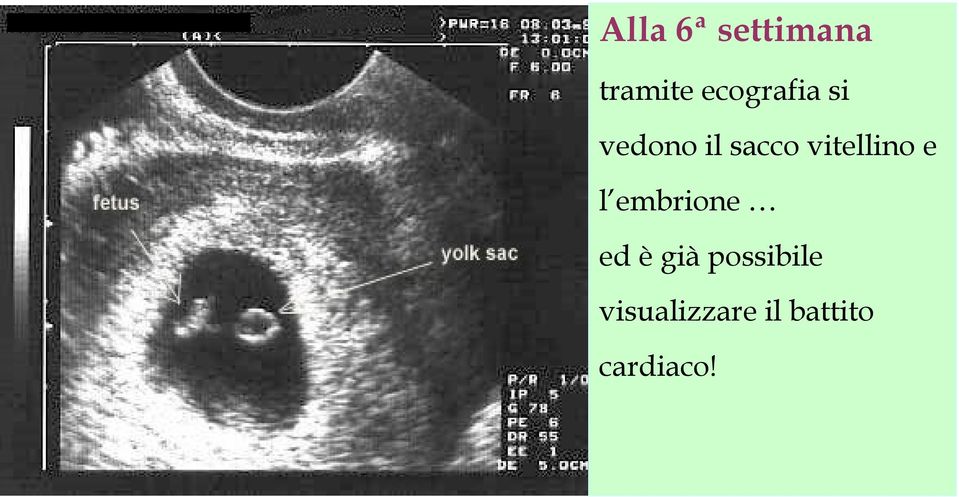 vitellino e l embrione ed è già