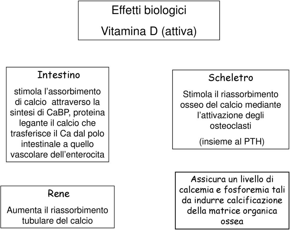 riassorbimento tubulare del calcio Scheletro Stimola il riassorbimento osseo del calcio mediante l attivazione degli