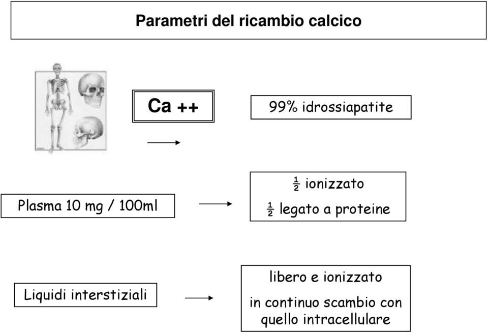 ½ legato a proteine Liquidi interstiziali libero