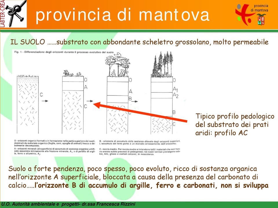 evoluto, ricco di sostanza organica nell orizzonte A superficiale, bloccata a causa della