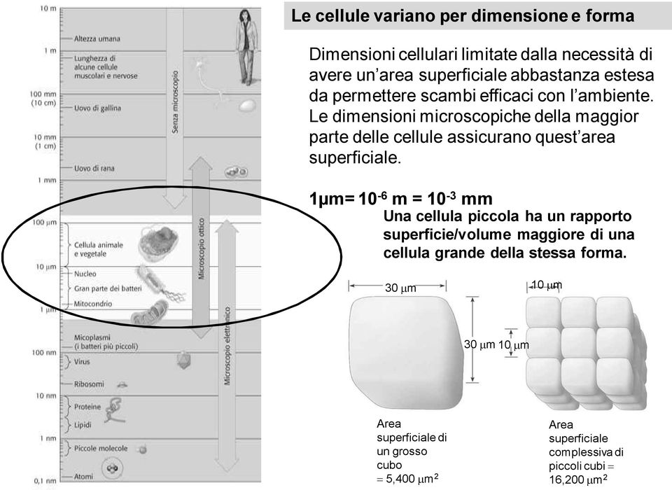 Le dimensioni microscopiche della maggior parte delle cellule assicurano quest area superficiale.