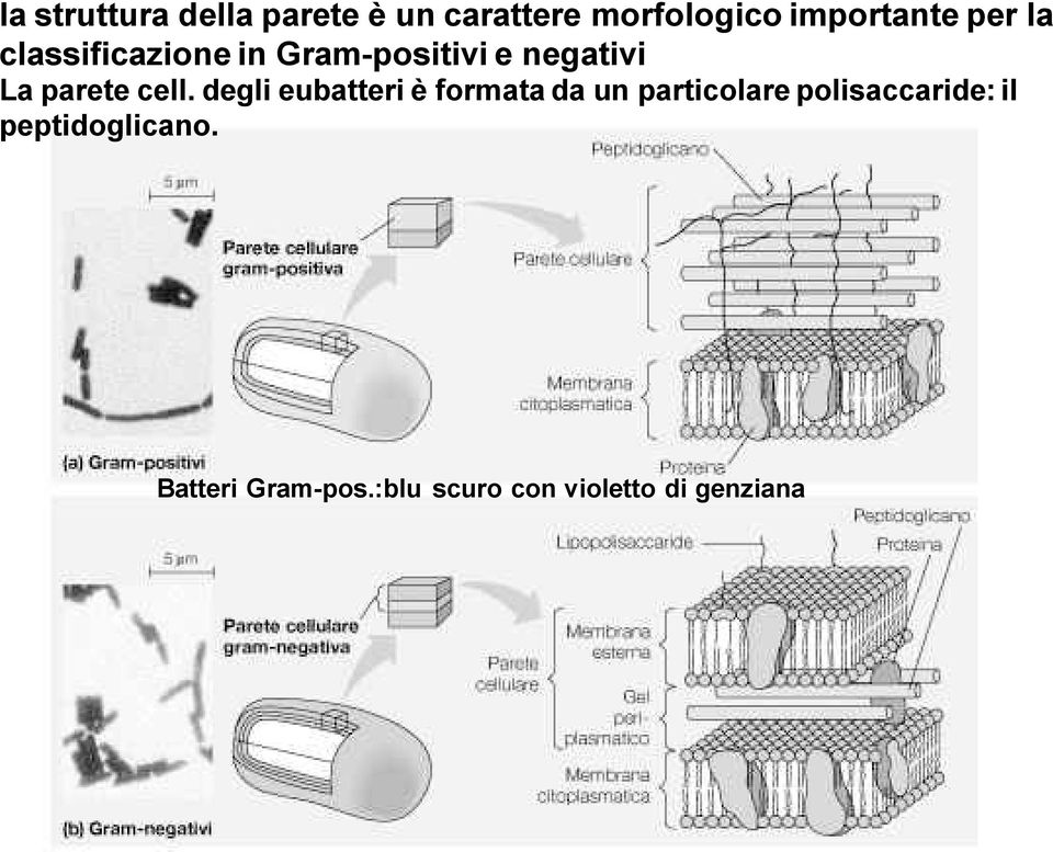 degli eubatteri è formata da un particolare polisaccaride: il