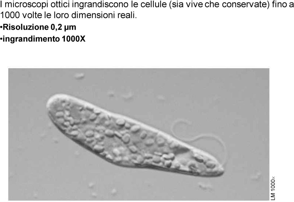 1000 volte le loro dimensioni reali.